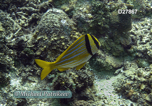 Porkfish (Anisotremus virginicus)